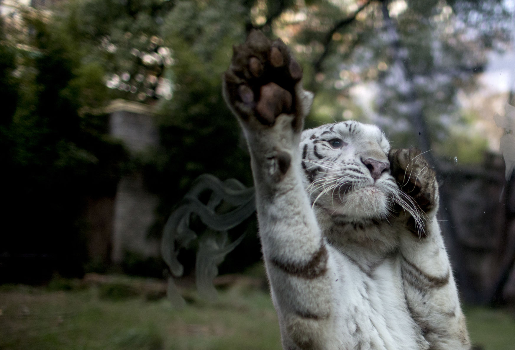 Argentina Zoo Crisis